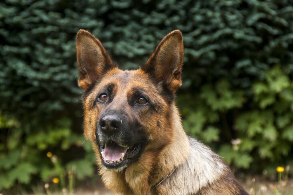 guard dog, a police dog, legerhond-4834445.jpg